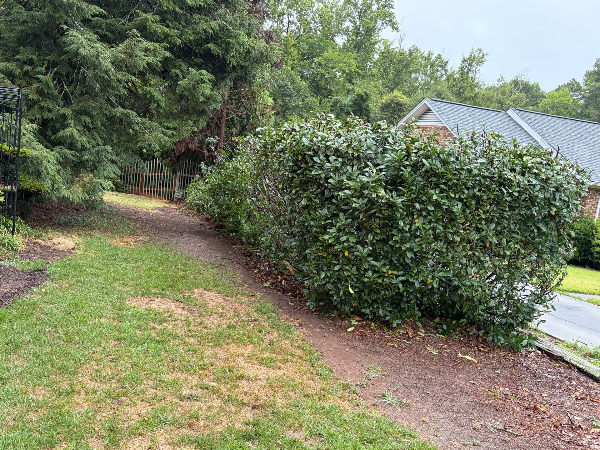 Gallery photos for Massive Overgrown Hedge Cut Down to a Manageable Size: Image #1