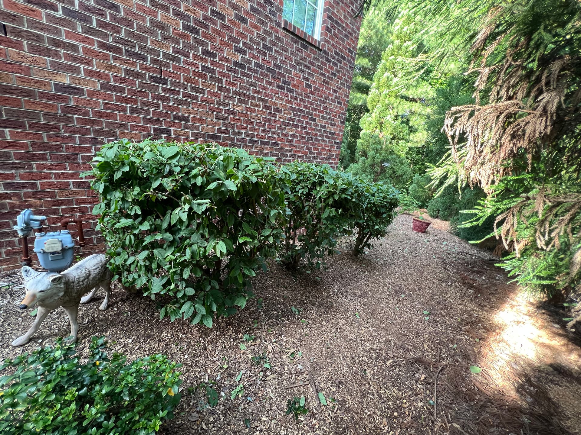 Gallery photos for Shrub Trimming That Actually Makes a Difference at the Curb: Image #8