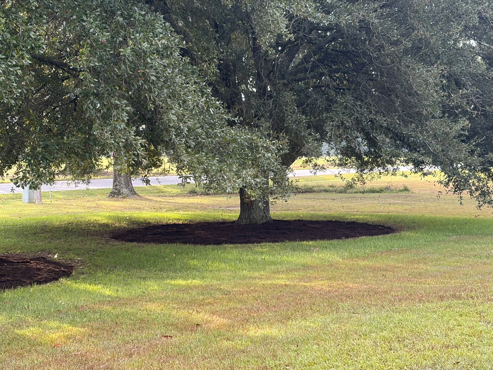 Gallery photos for Fresh Mulch Around Oak Trees That Actually Makes a Difference: Image #3
