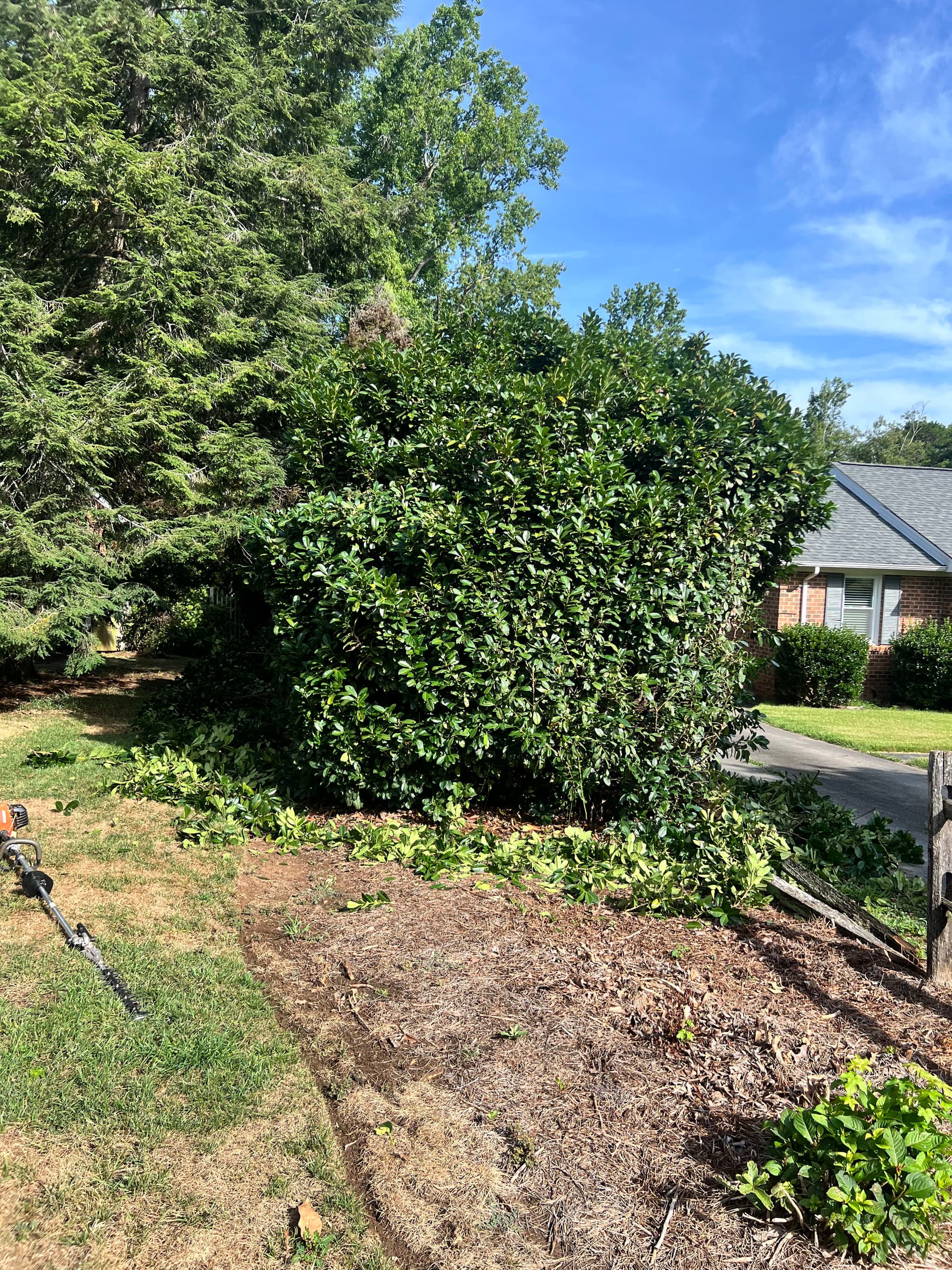 Gallery photos for Massive Overgrown Hedge Cut Down to a Manageable Size: Image #2