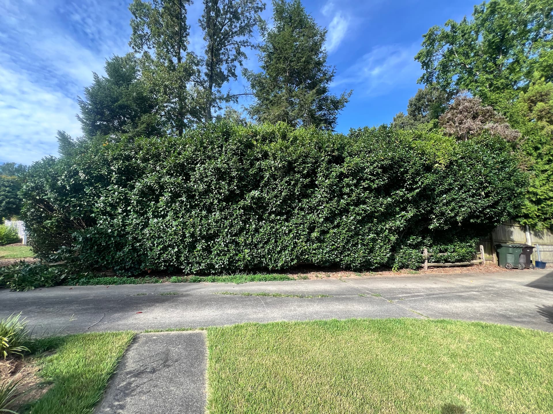 Gallery photos for Massive Overgrown Hedge Cut Down to a Manageable Size: Image #4