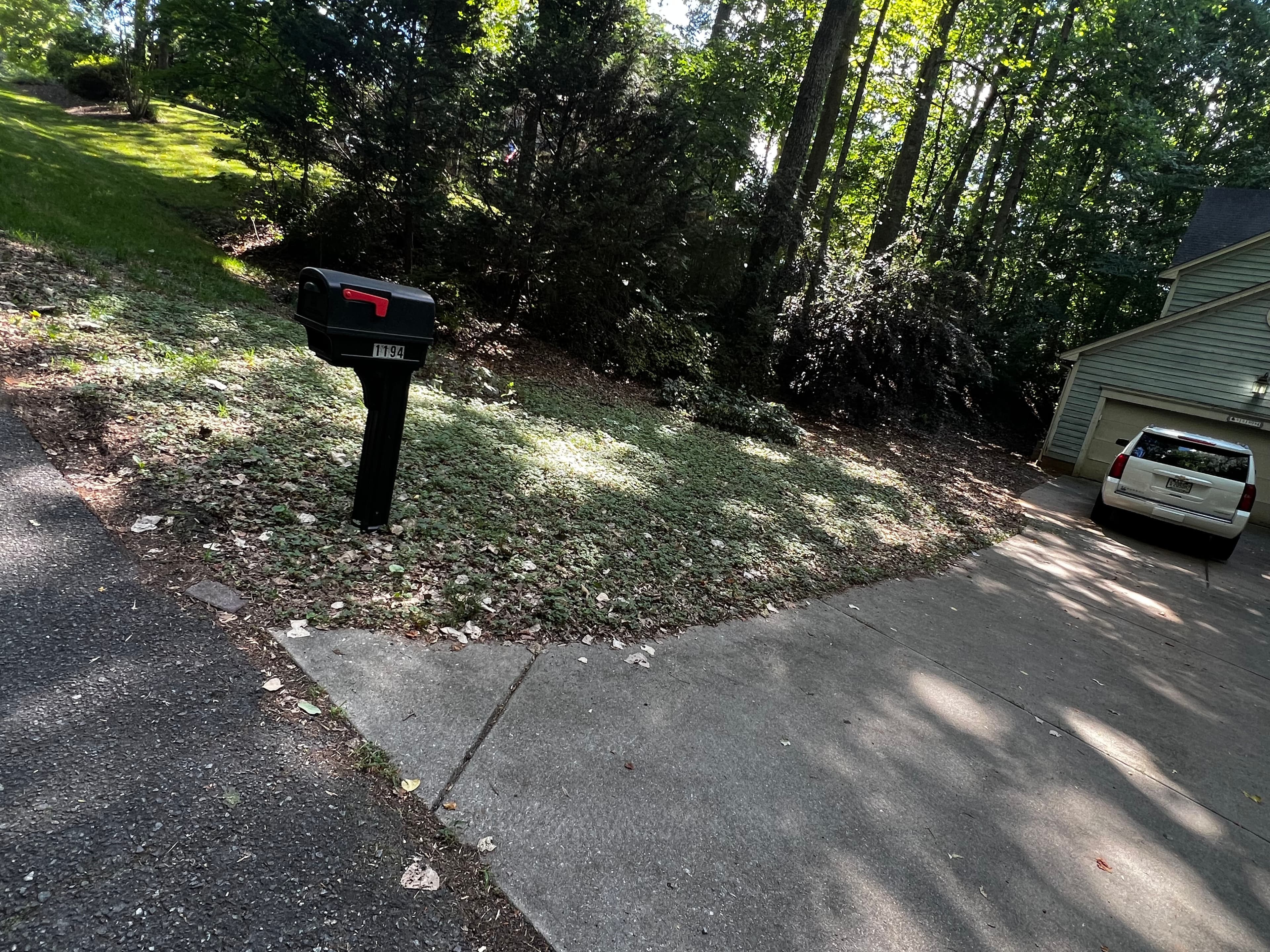 Project Full Property Cleanup with Tree Removal and Stump Grinding image