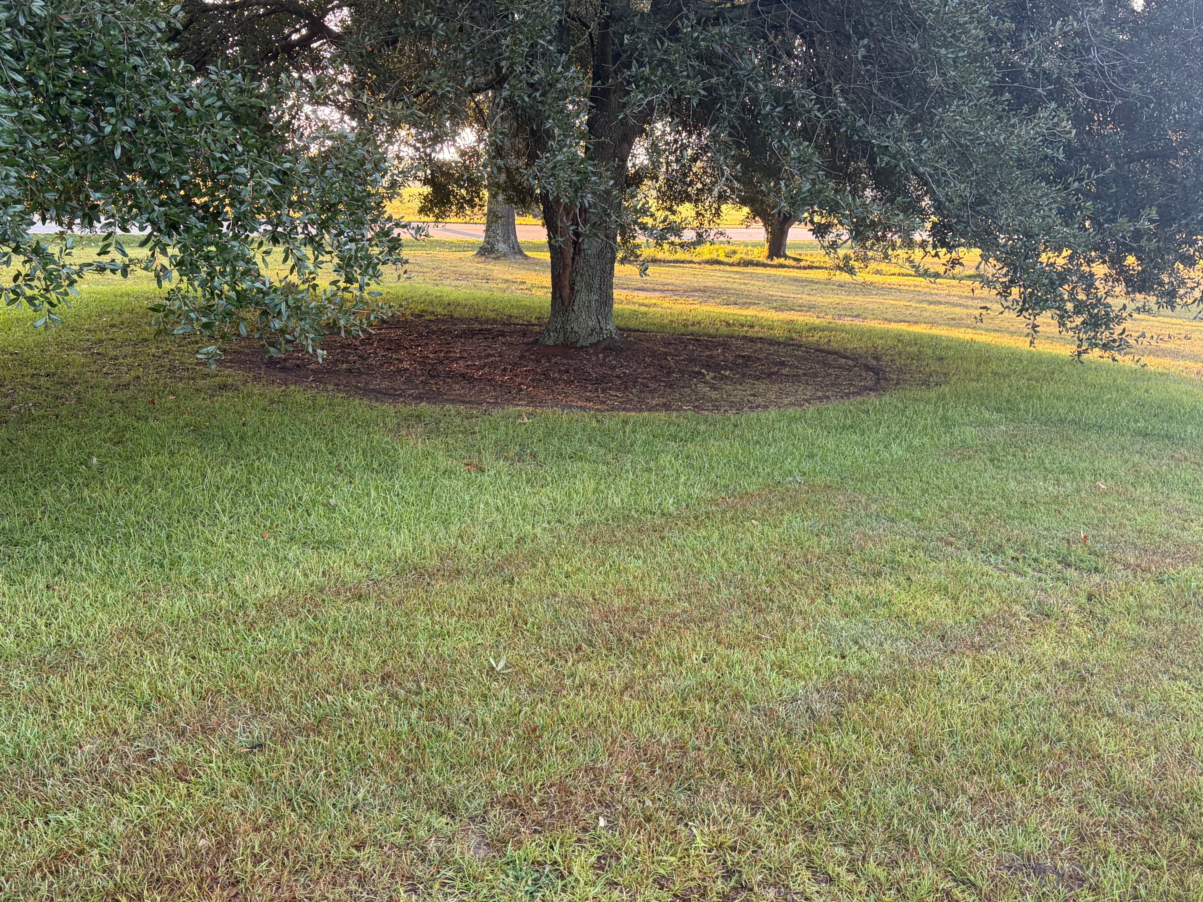 Project Fresh Mulch Around Oak Trees That Actually Makes a Difference image