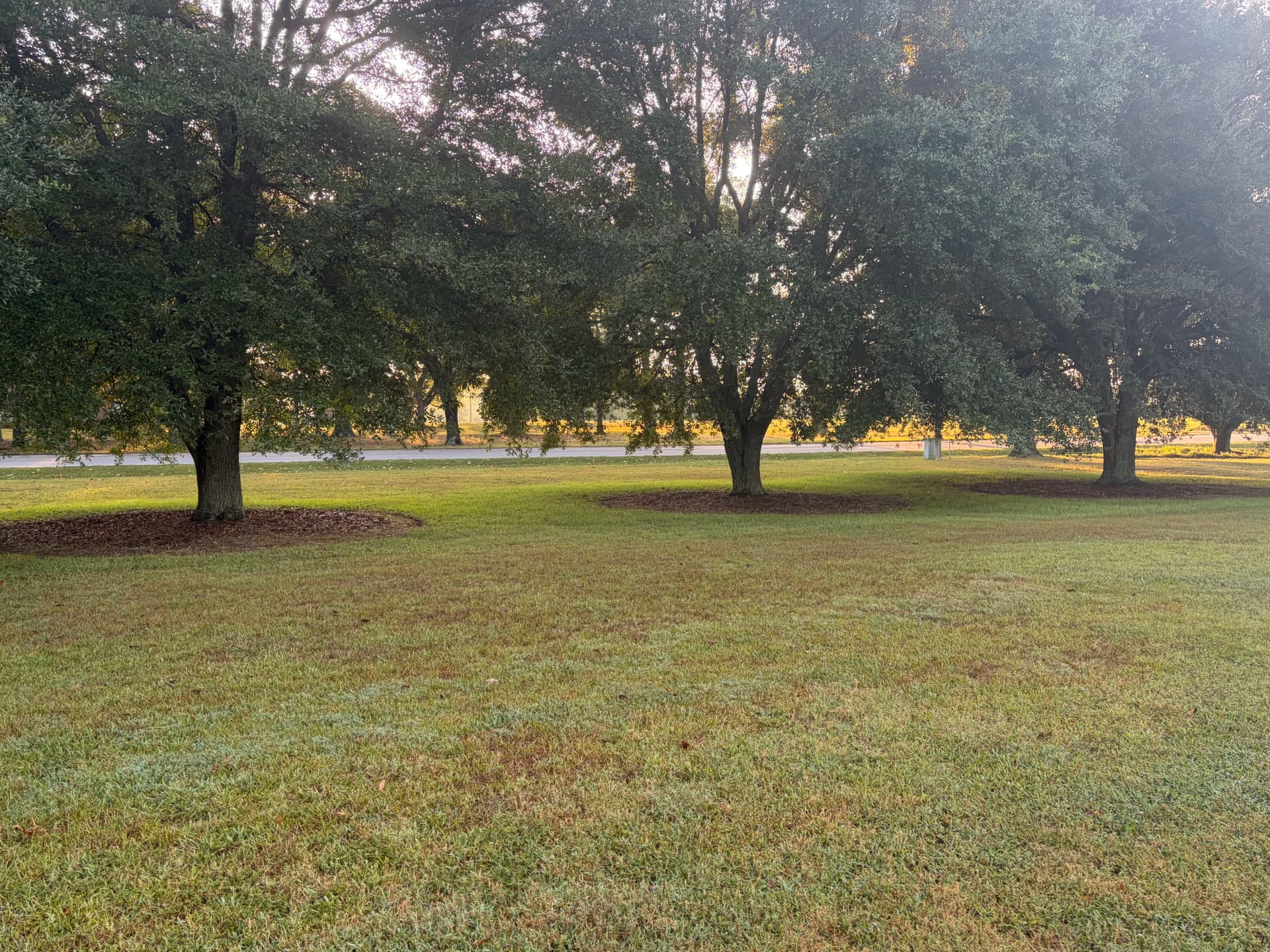Gallery photos for Fresh Mulch Around Oak Trees That Actually Makes a Difference: Image #4