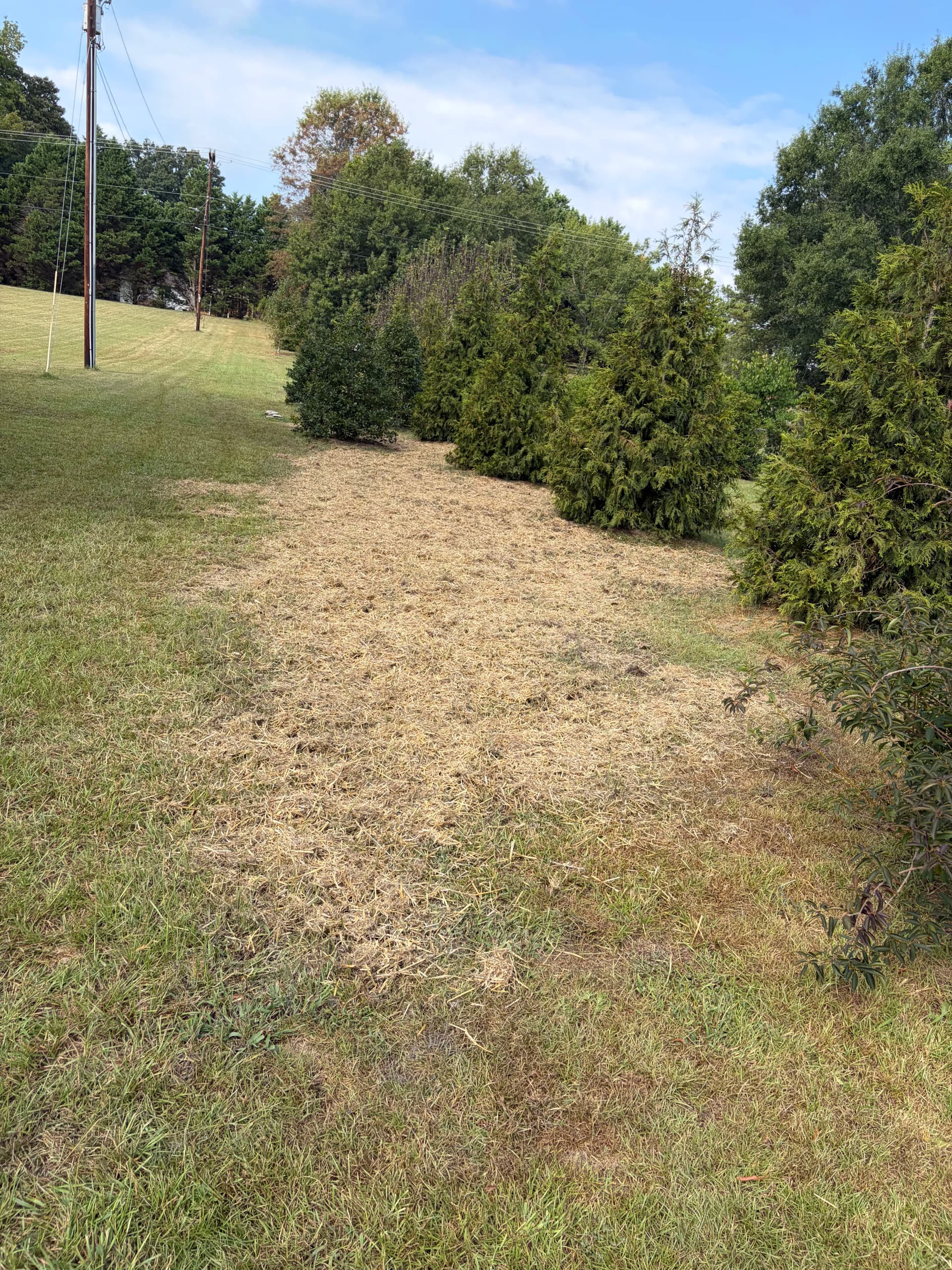 Gallery photos for Fresh Mulch Around Oak Trees That Actually Makes a Difference: Image #9