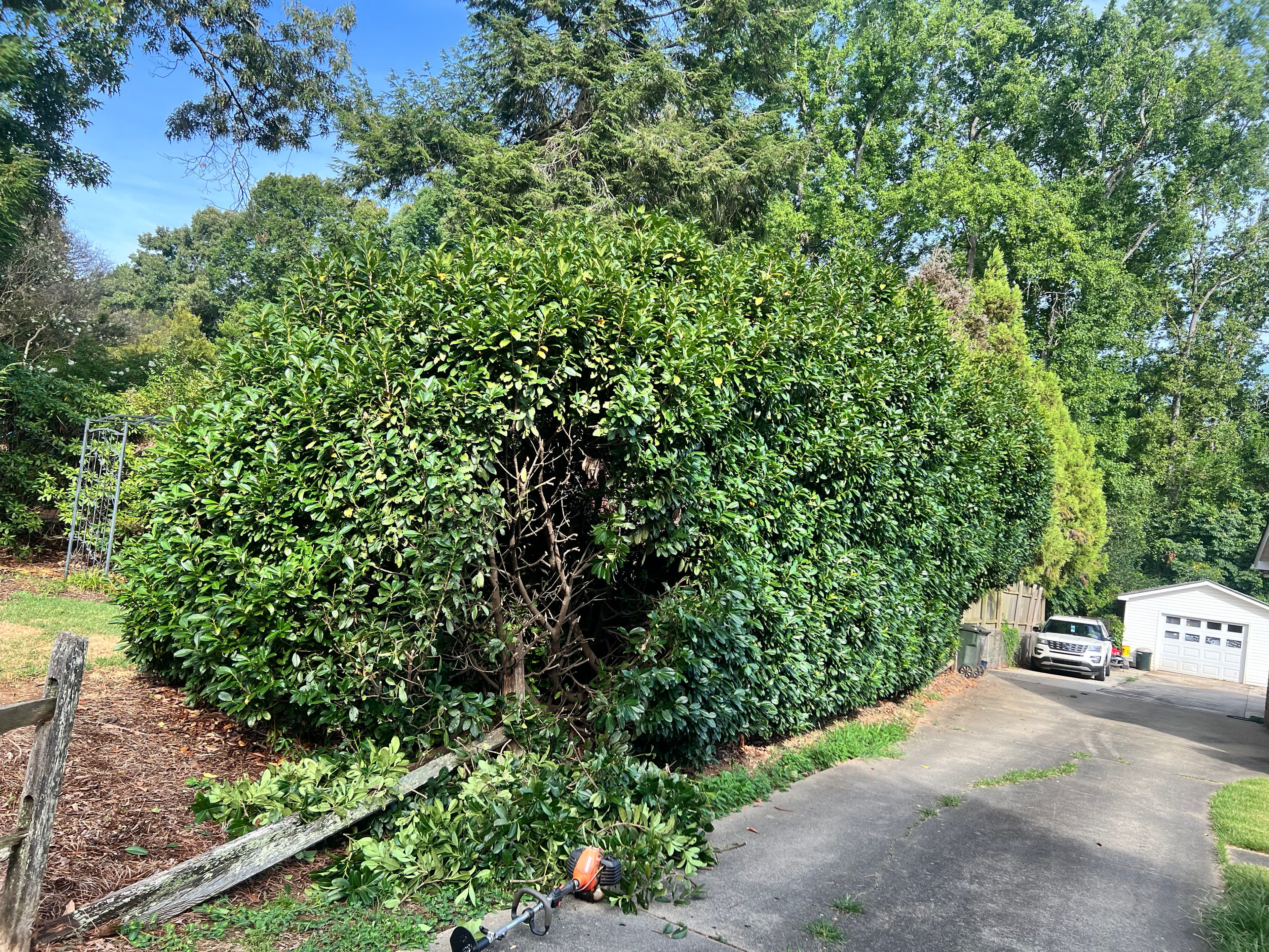 Project Massive Overgrown Hedge Cut Down to a Manageable Size image