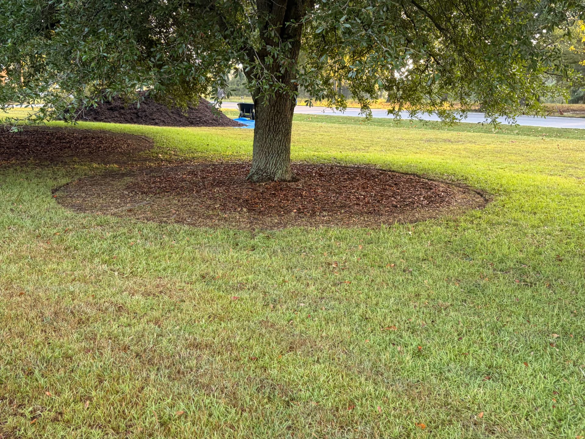 Gallery photos for Fresh Mulch Around Oak Trees That Actually Makes a Difference: Image #2