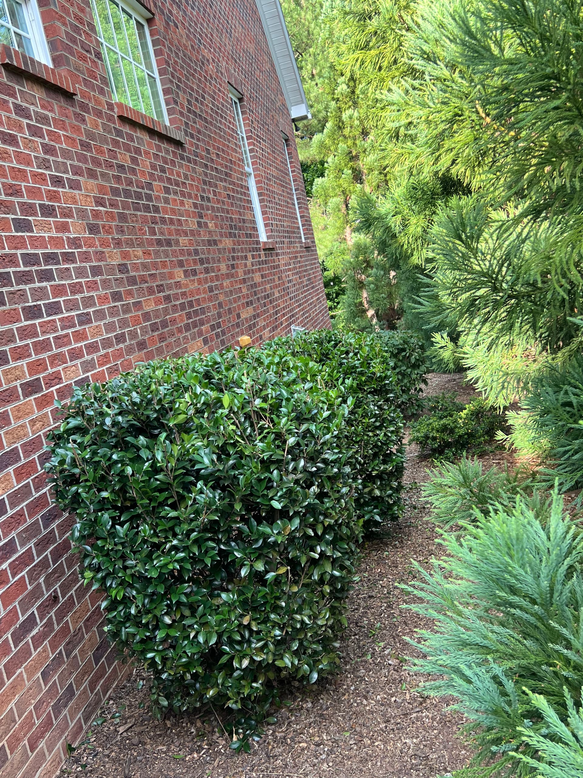 Gallery photos for Shrub Trimming That Actually Makes a Difference at the Curb: Image #7