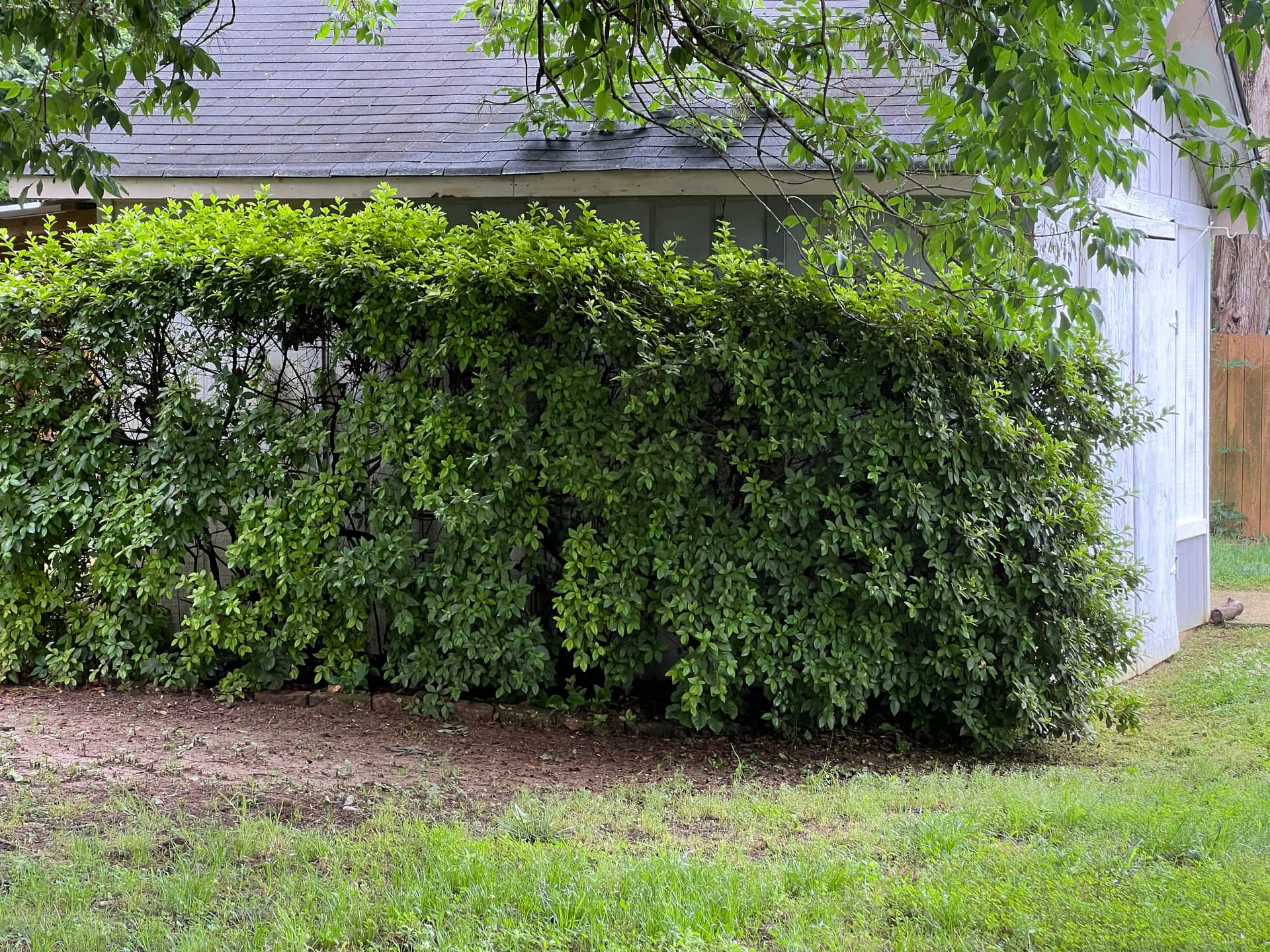 Full Landscape Cleanup and Shrub Trimming at a Brick Ranch Home