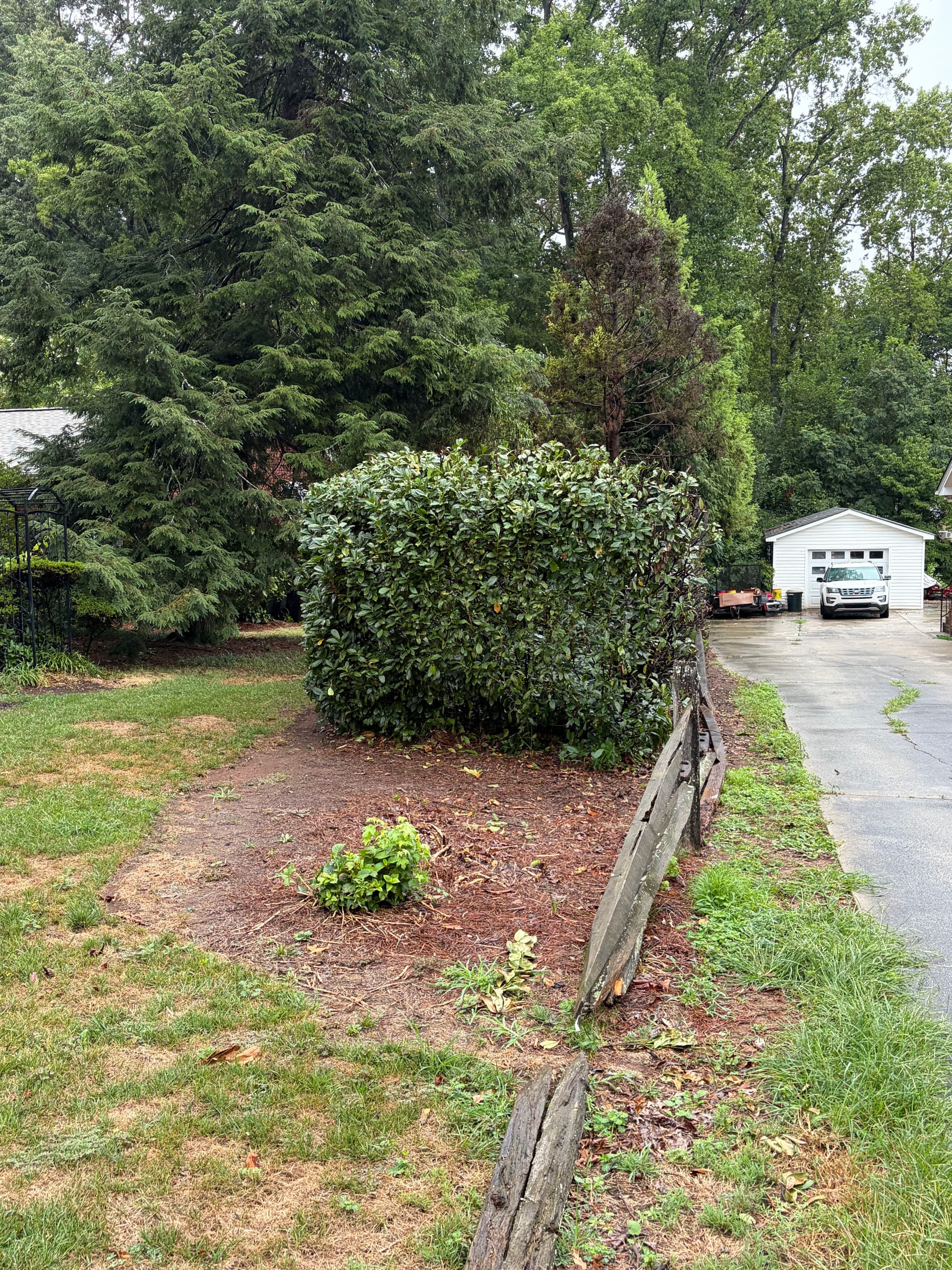 Gallery photos for Massive Overgrown Hedge Cut Down to a Manageable Size: Image #3