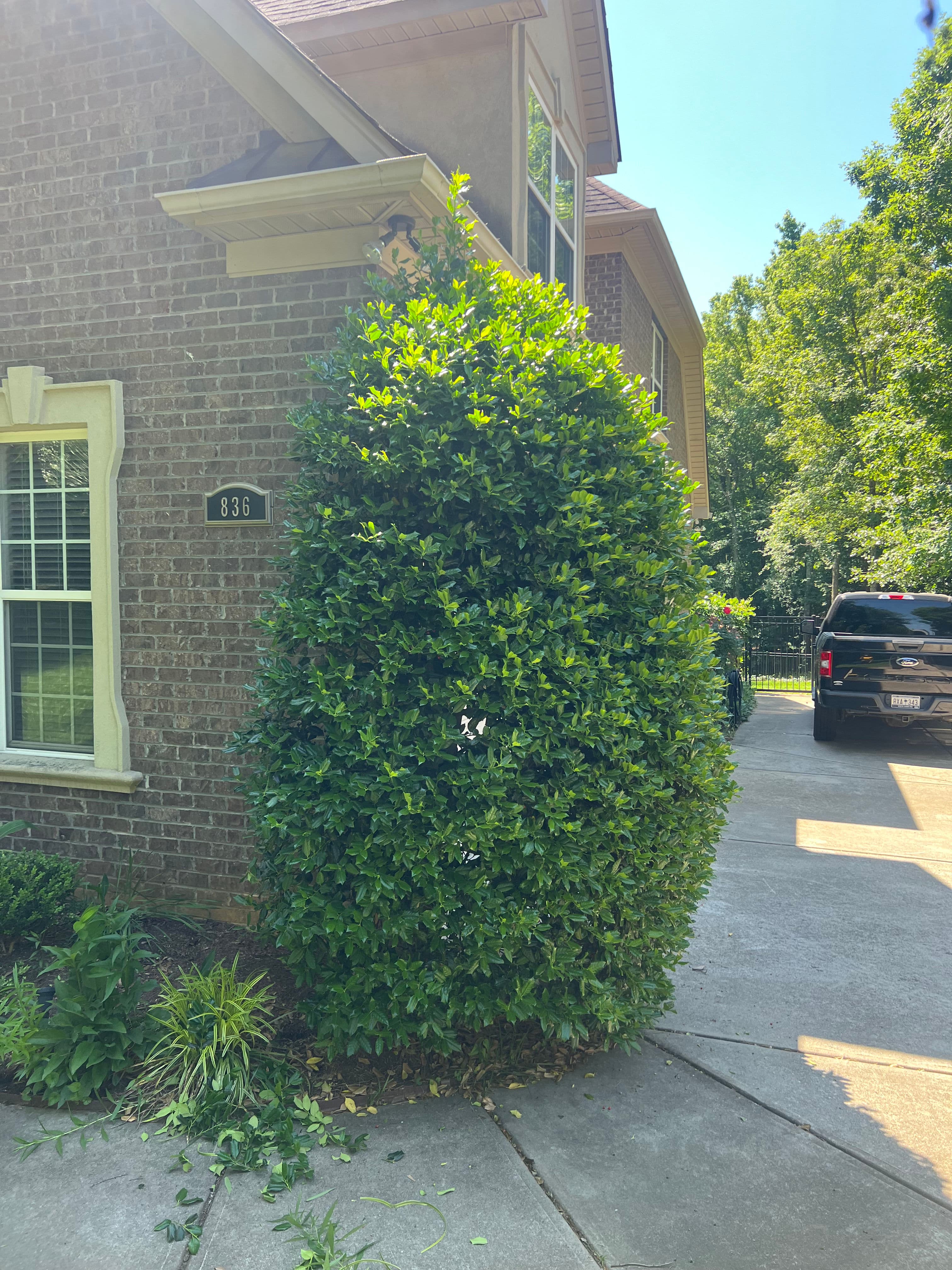 Project Overgrown Shrubs Cut Back and Lawn Brought Back to Sharp image