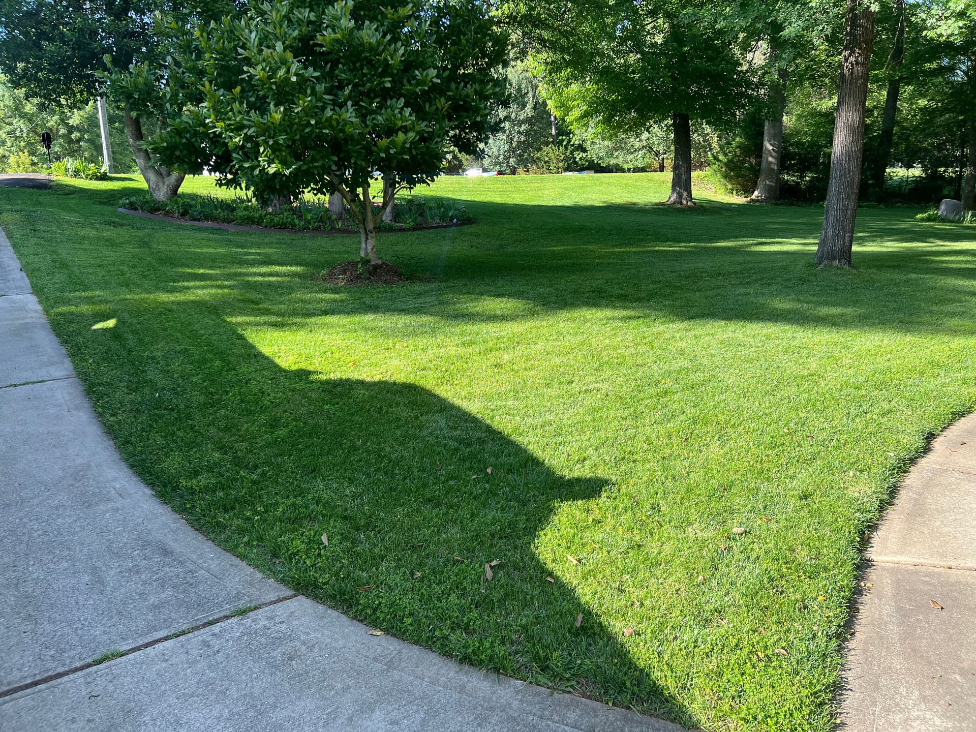 Gallery photos for Overgrown Shrubs Cut Back and Lawn Brought Back to Sharp: Image #6