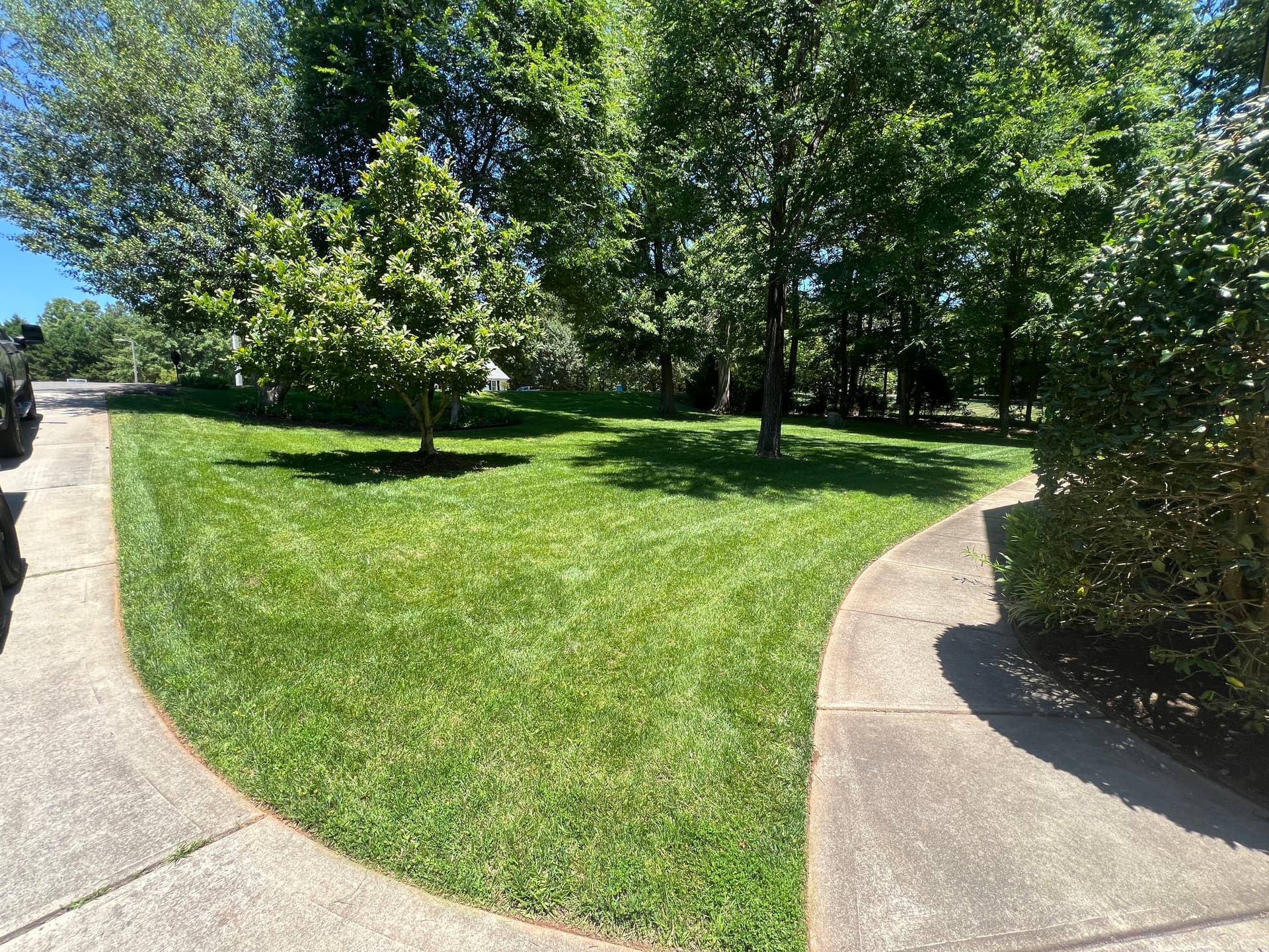 Gallery photos for Overgrown Shrubs Cut Back and Lawn Brought Back to Sharp: Image #7