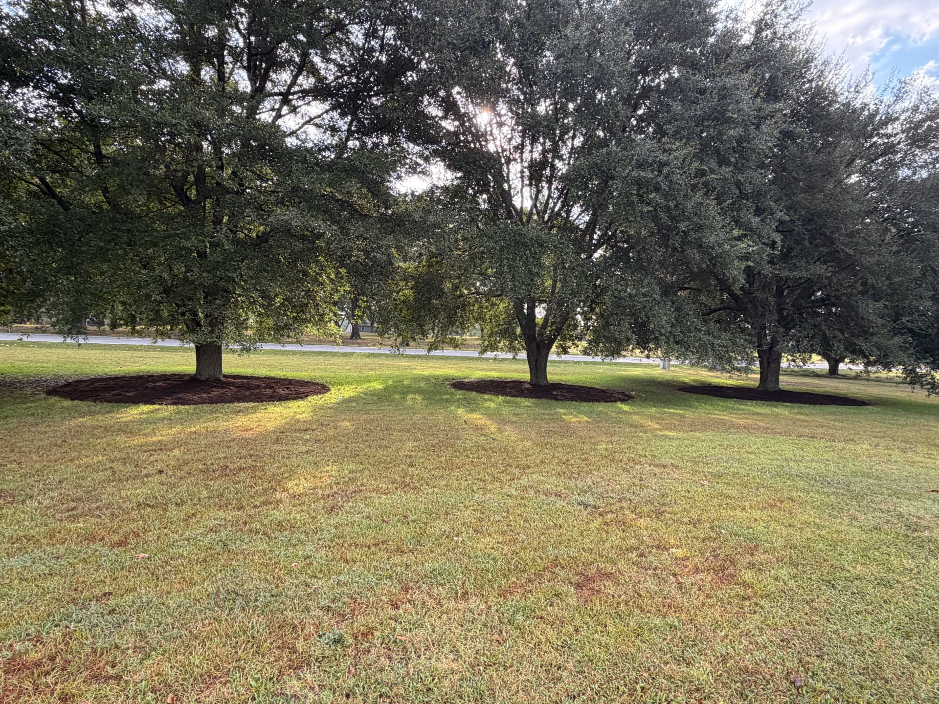 Gallery photos for Fresh Mulch Around Oak Trees That Actually Makes a Difference: Image #5