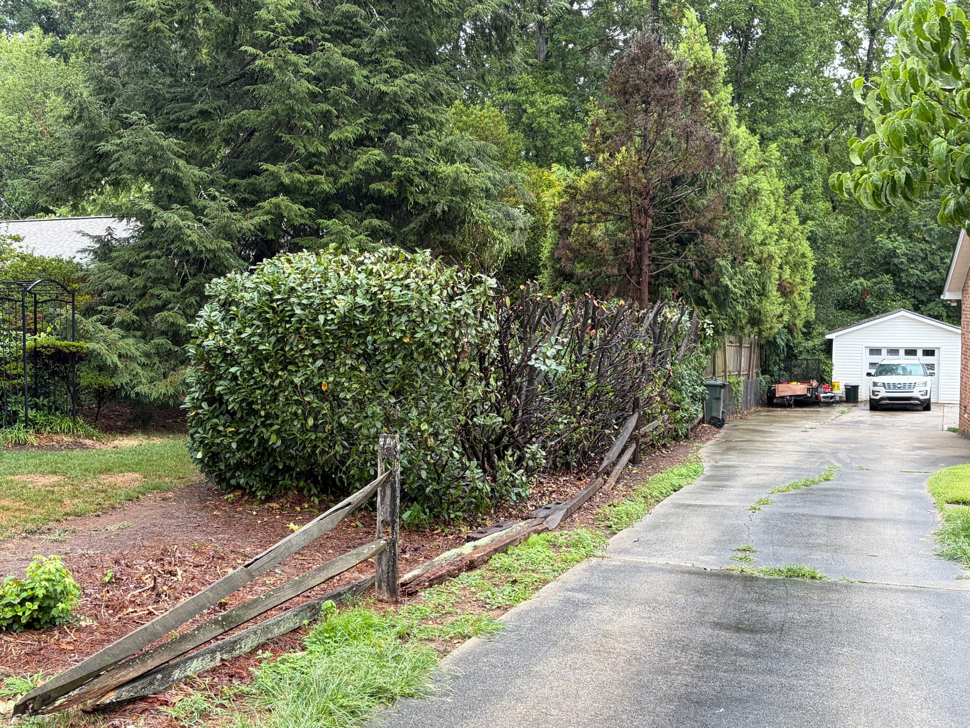 Gallery photos for Massive Overgrown Hedge Cut Down to a Manageable Size: Image #6