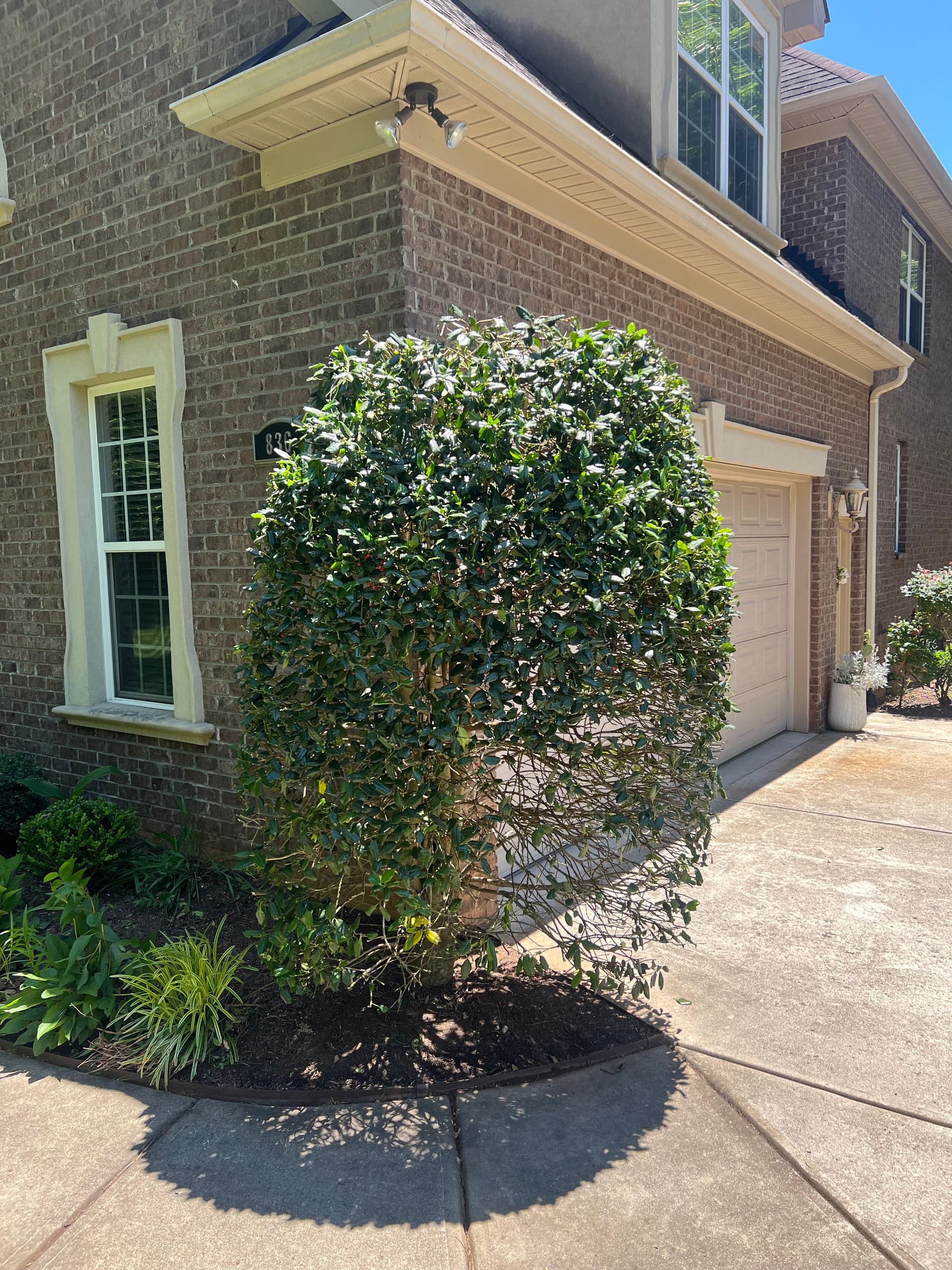 Gallery photos for Overgrown Shrubs Cut Back and Lawn Brought Back to Sharp: Image #1