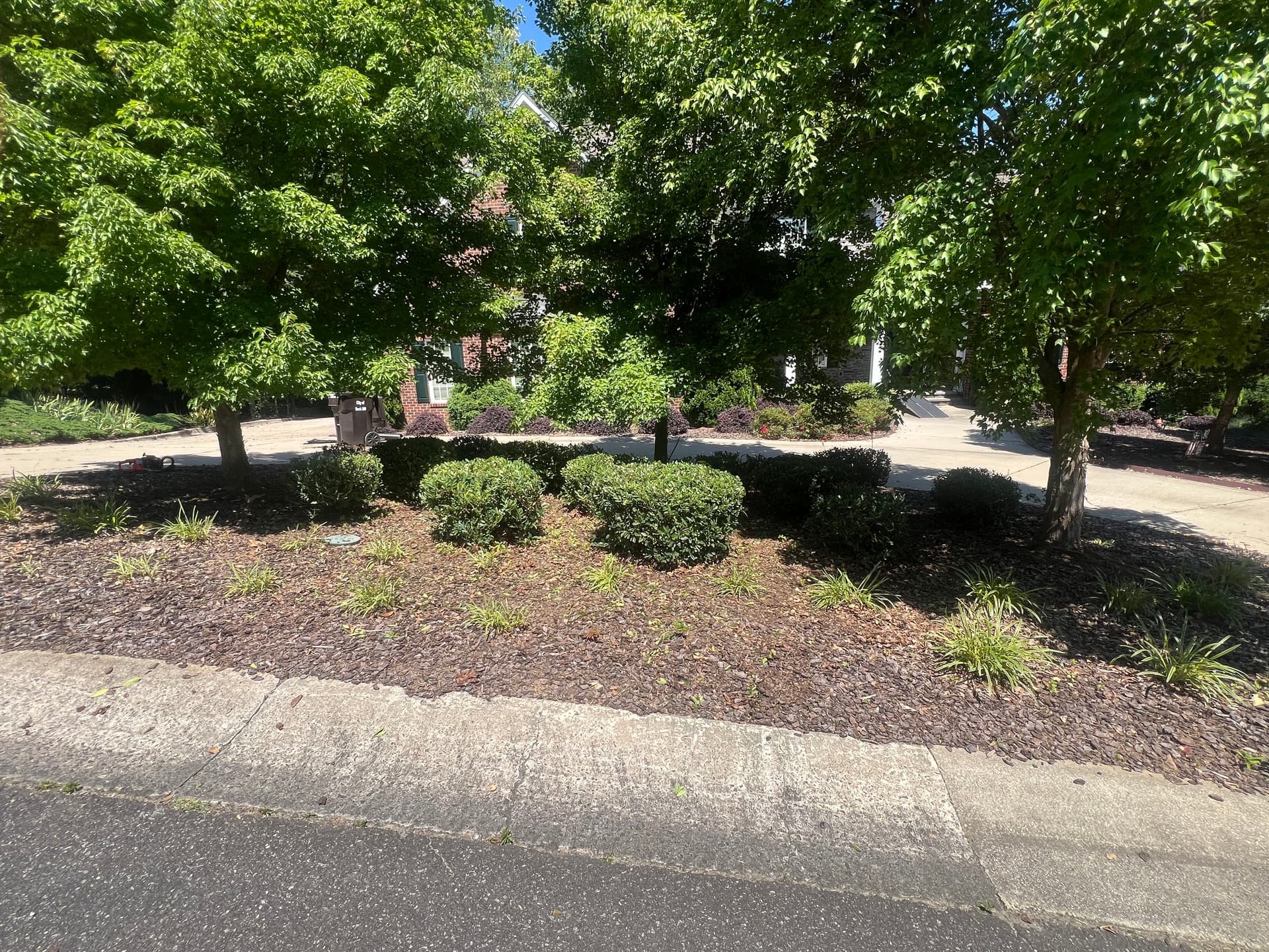 Shrub Trimming That Actually Makes a Difference at the Curb