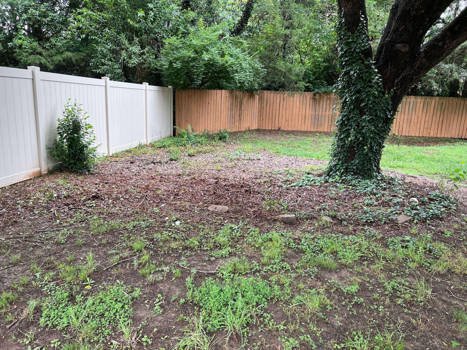 Gallery photos for Full Landscape Cleanup and Shrub Trimming at a Brick Ranch Home: Image #4