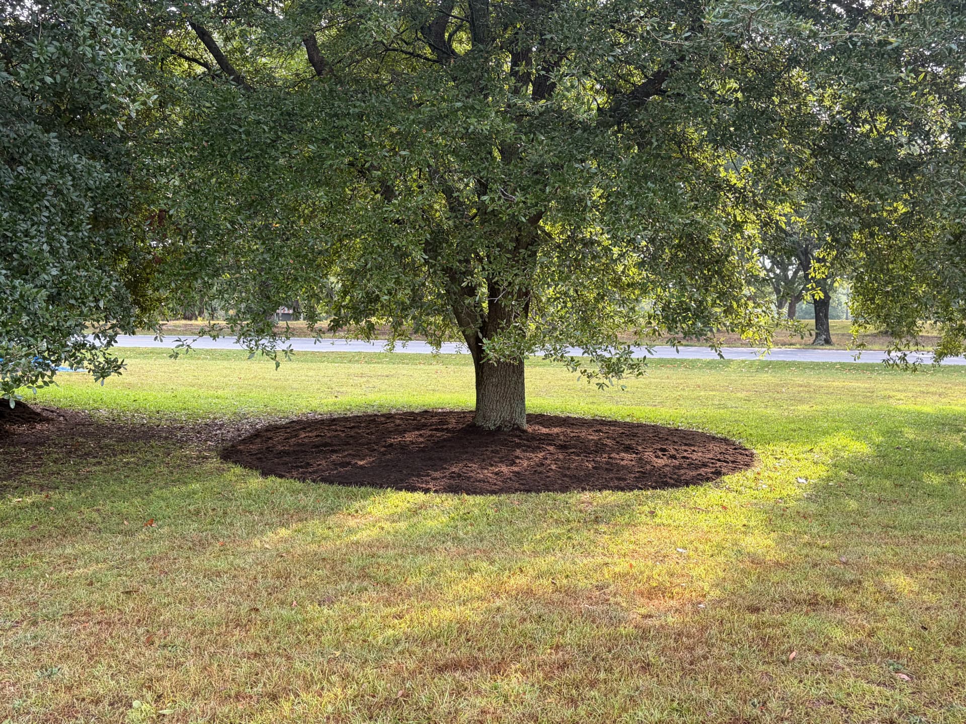 Gallery photos for Fresh Mulch Around Oak Trees That Actually Makes a Difference: Image #1