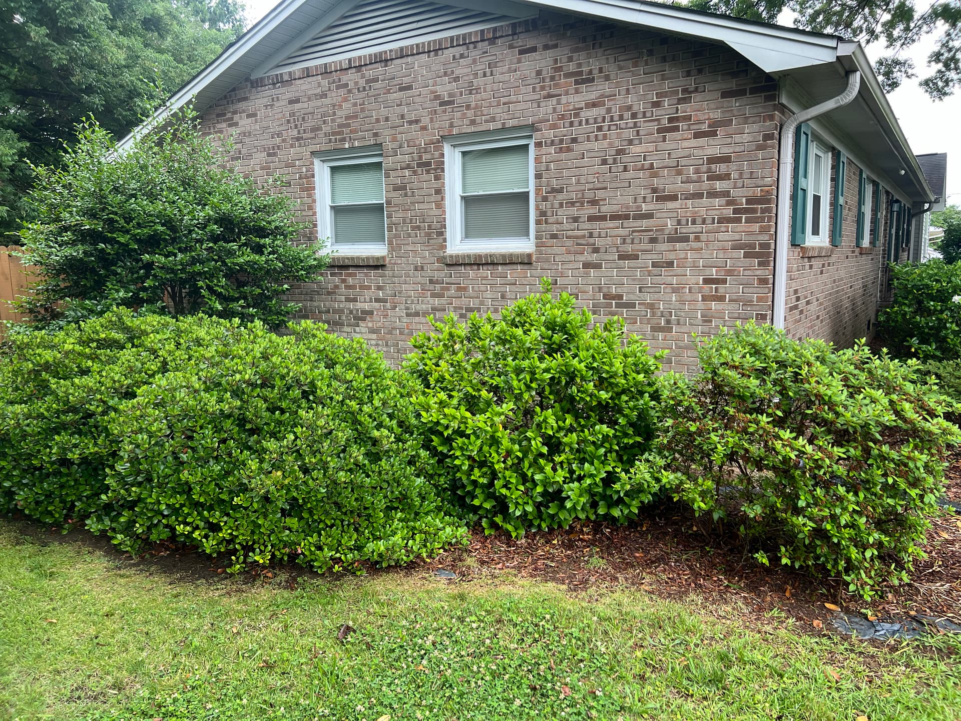 Gallery photos for Full Landscape Cleanup and Shrub Trimming at a Brick Ranch Home: Image #8