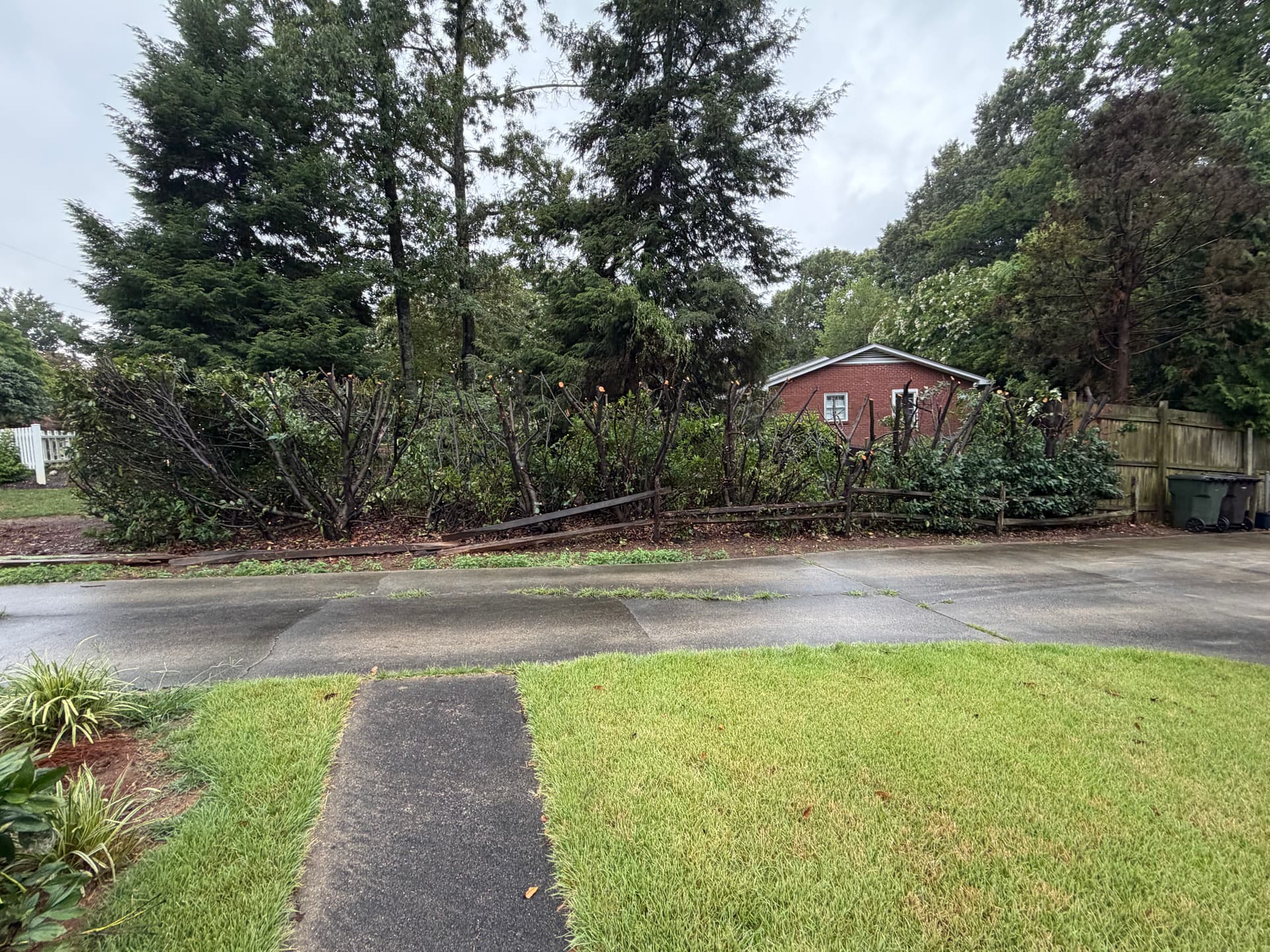 Gallery photos for Massive Overgrown Hedge Cut Down to a Manageable Size: Image #5
