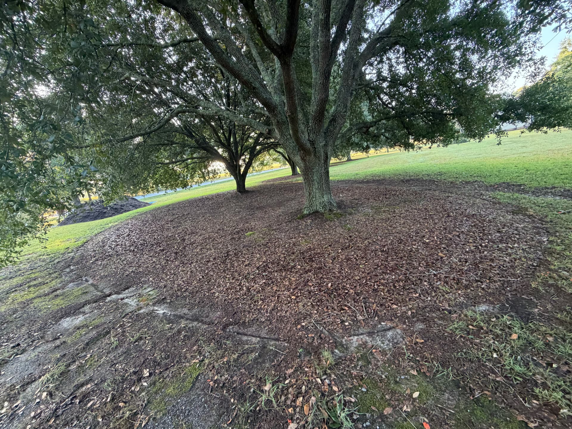 Gallery photos for Fresh Mulch Around Oak Trees That Actually Makes a Difference: Image #6